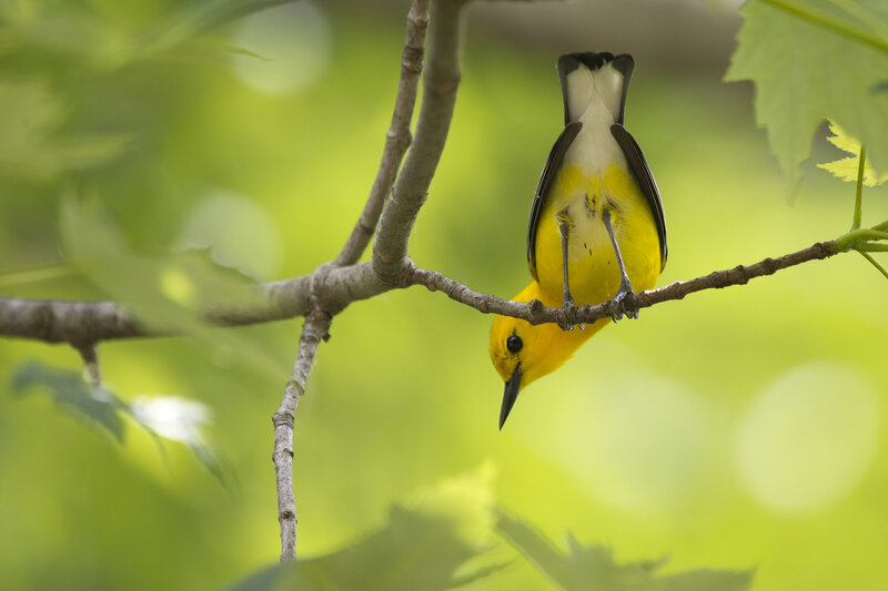 Yellow Bird on Branch — Serene, Morning, Photograph, Leaves