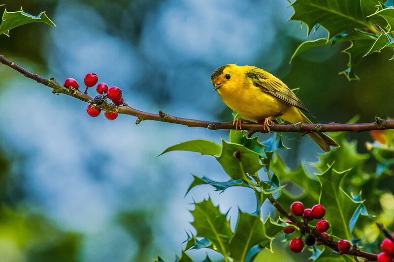 Yellow Bird on Branch — Serene, Morning