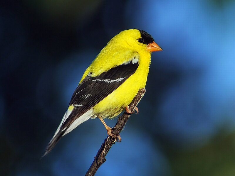 Yellow Bird on Branch — Serene, Photograph