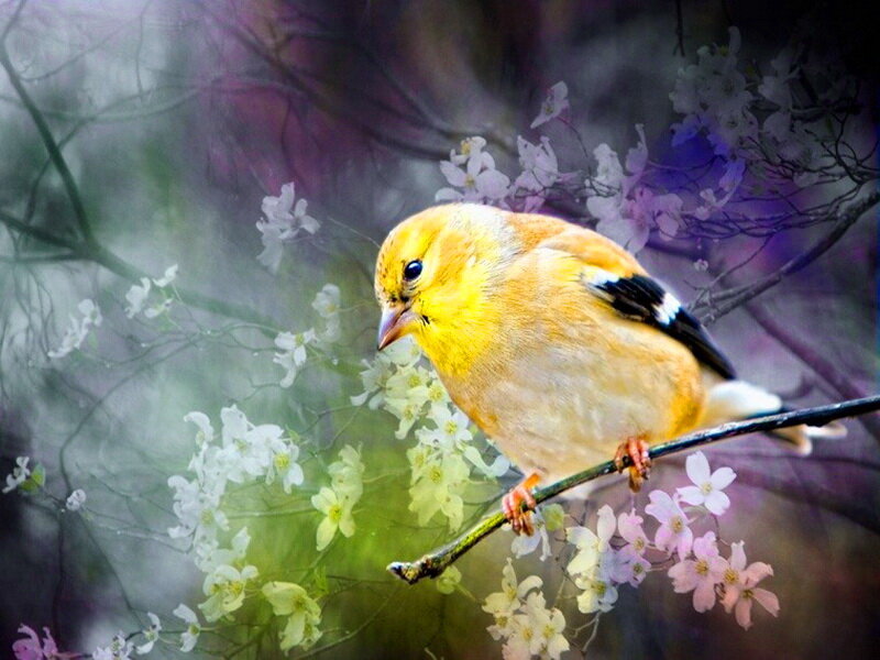 Yellow Bird on Branch — Serene, Spring, Digital Art