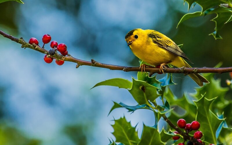 Yellow Bird on Branch — Serene, Spring, Photograph, Berries