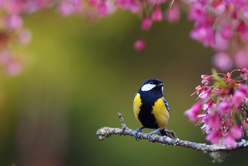 Yellow Bird on Branch — Serene, Spring, Photograph, Flowers, Green Background