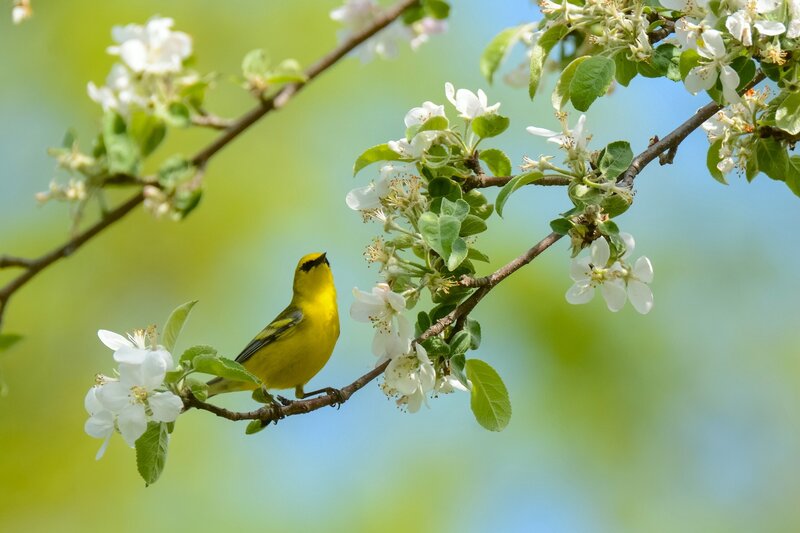 Yellow Bird on Branch — Serene, Spring, Photograph, Flowers, Leaves