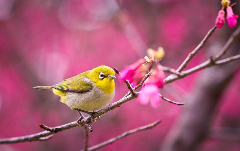 Yellow Bird on Branch — Serene, Spring, Photograph, Flowers, Pink Background