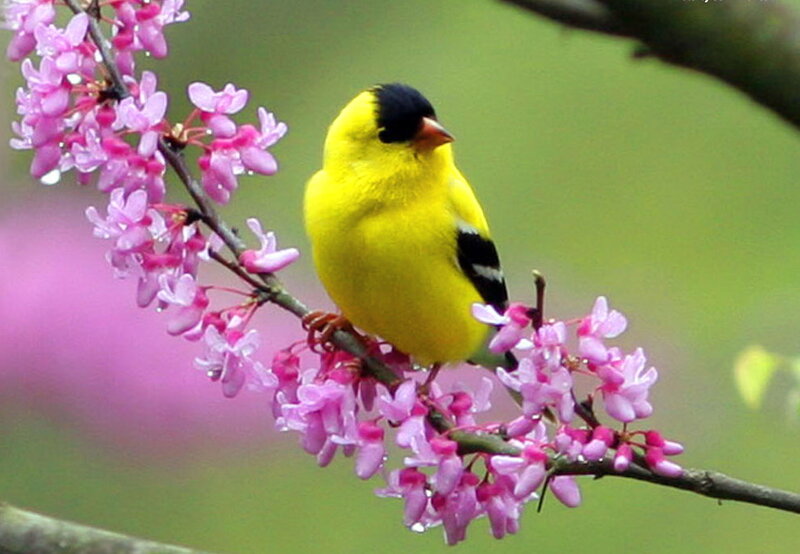 Yellow Bird on Branch — Serene, Spring, Photograph, Flowers