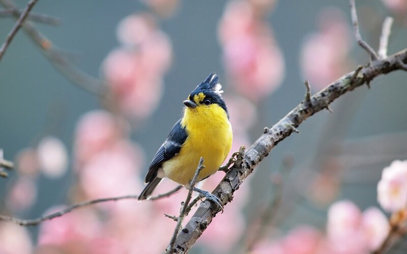 Yellow Bird on Branch — Serene, Spring, Photograph, Flowers, Tree