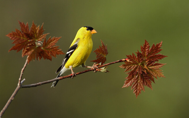 Yellow Bird on Branch — Serene, Spring, Photograph, Leaves
