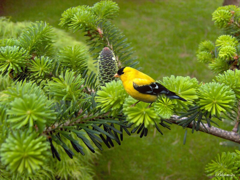 Yellow Bird on Branch — Serene, Spring, Photograph, Pine Cone