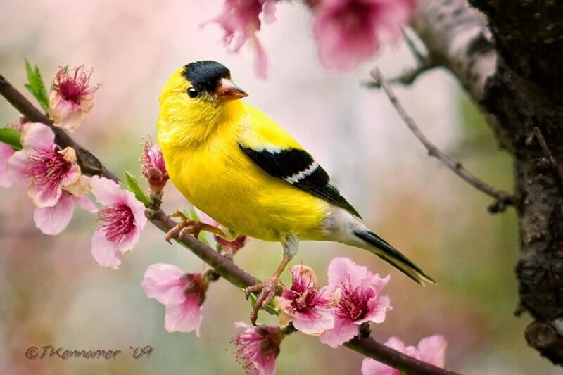Yellow Bird on Branch — Serene, Spring, Photograph