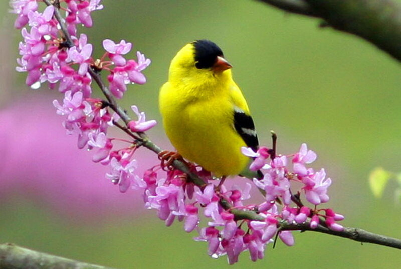Yellow Bird on Branch — Serene