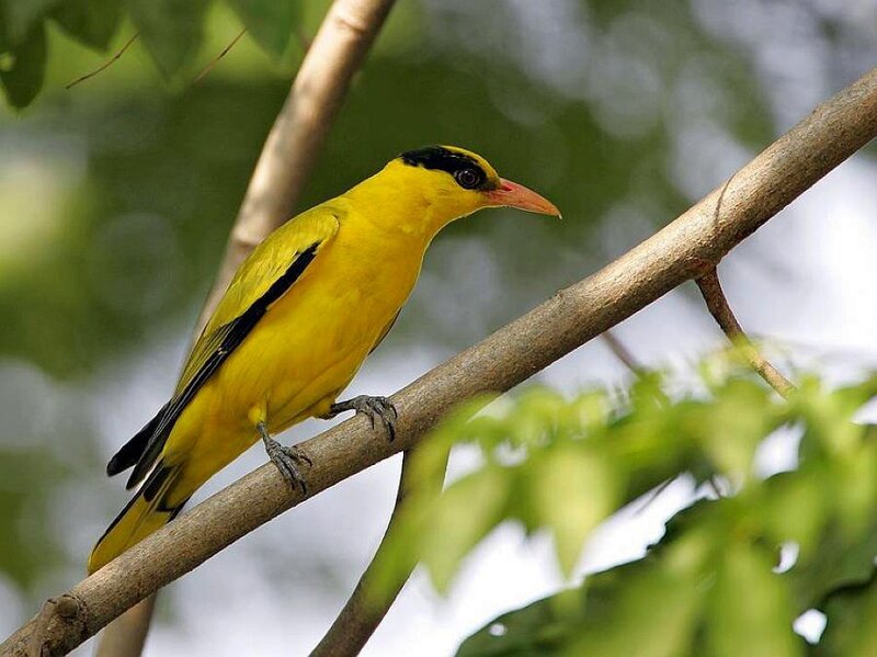 Yellow Bird on Branch