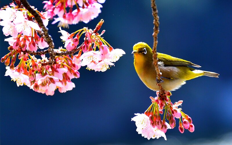 Yellow Bird on Cherry Blossom