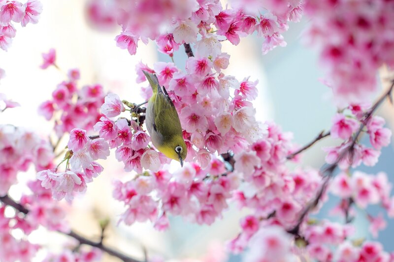 Yellow Bird on Cherry Blossoms — Pink, Serene