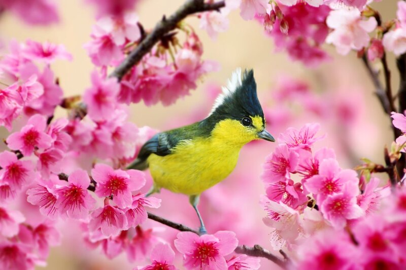 Yellow Bird on Cherry Blossoms — Pink