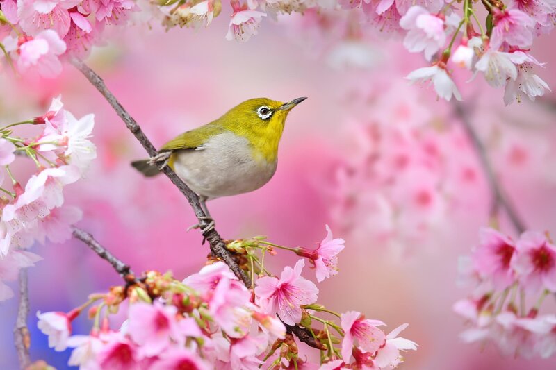 Yellow Bird on Cherry Branch — Pink, Serene, Spring