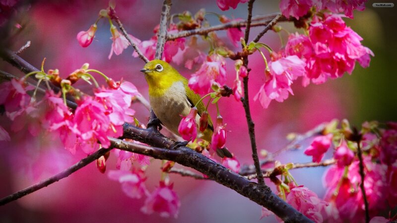 Yellow Bird on Cherry Branch — Pink