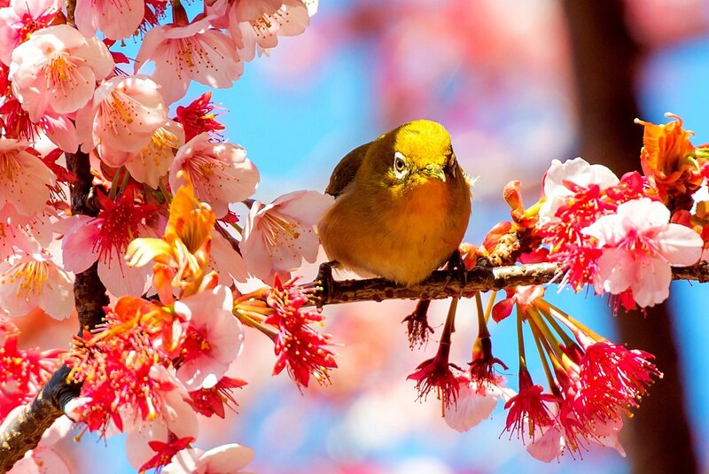 Yellow Bird on Cherry Branch