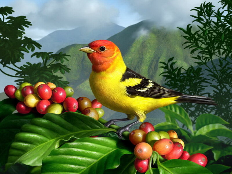 Yellow Bird on Coffee Plant