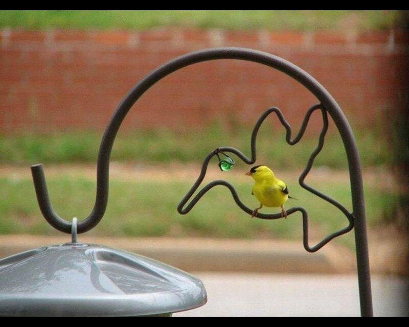 Yellow Bird on Feeder — Calm