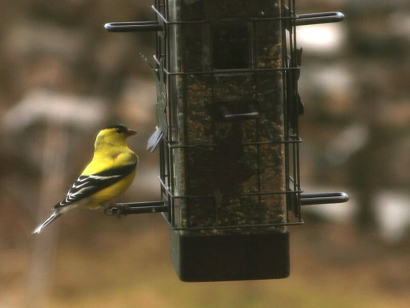 Yellow Bird on Feeder