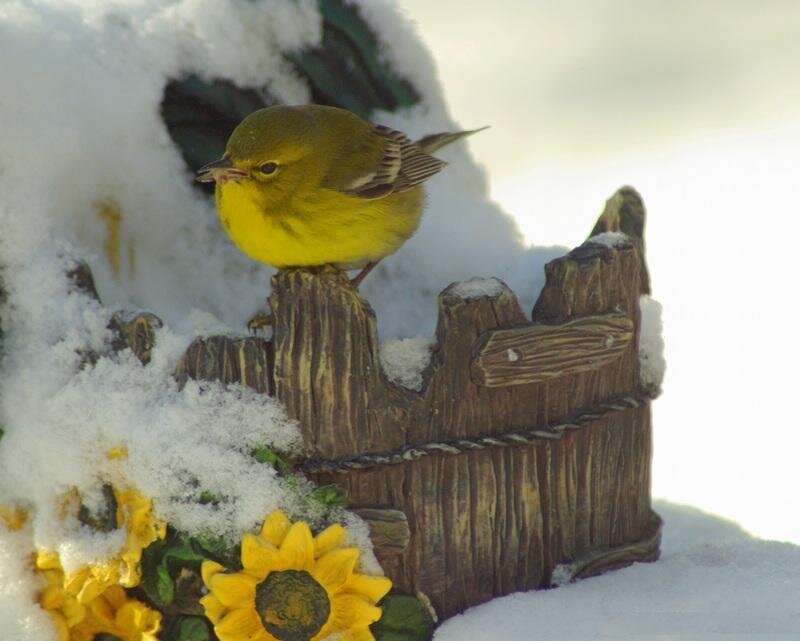 Yellow Bird on Fence