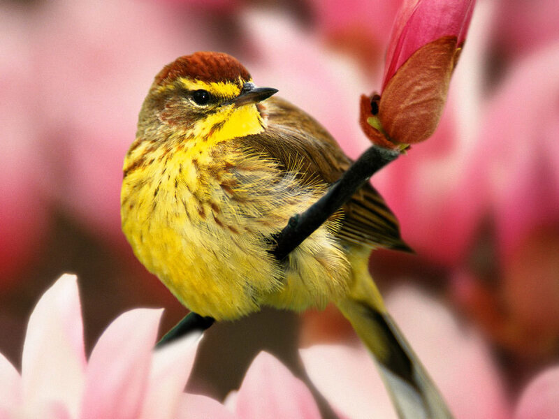 Yellow bird on flower bud