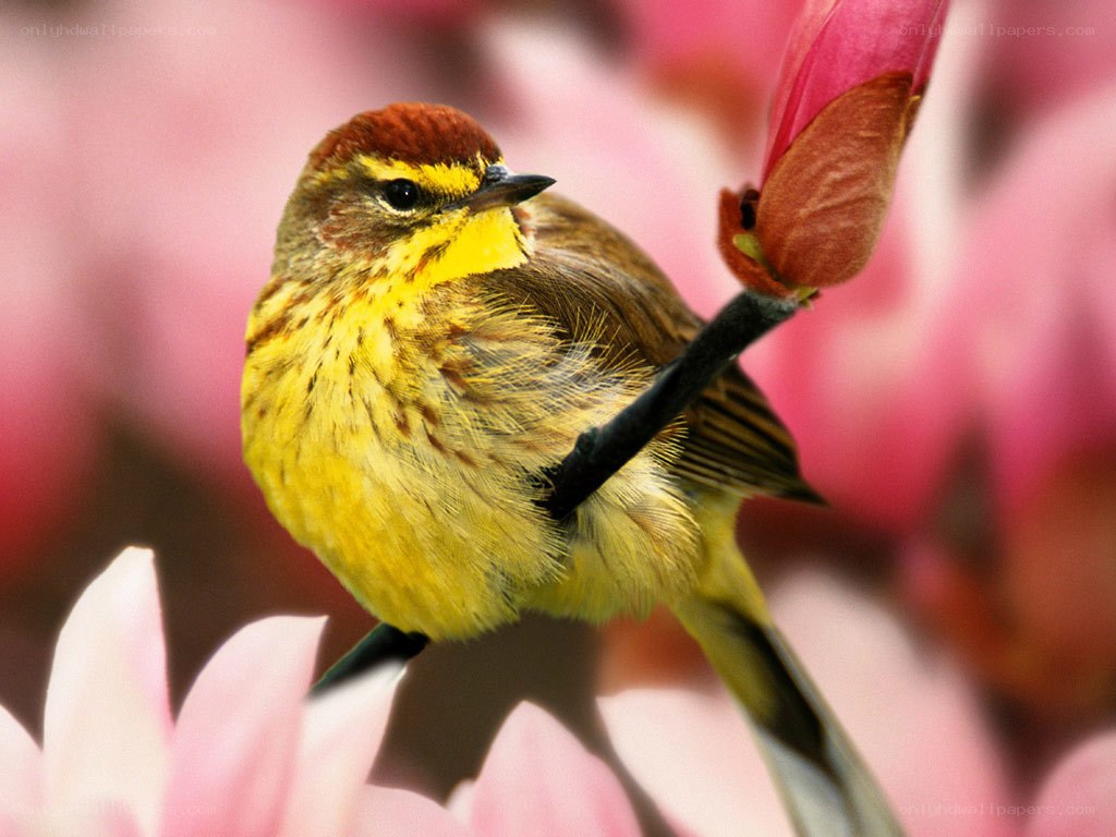 Yellow bird on flower bud