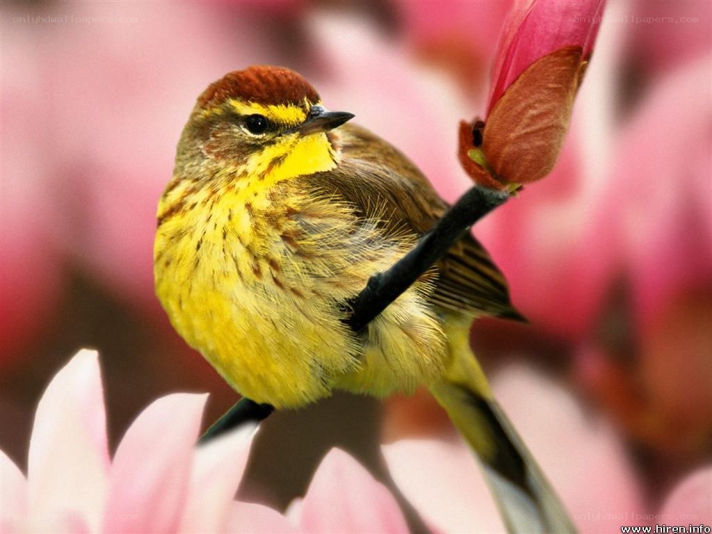 yellow bird on flower bud
