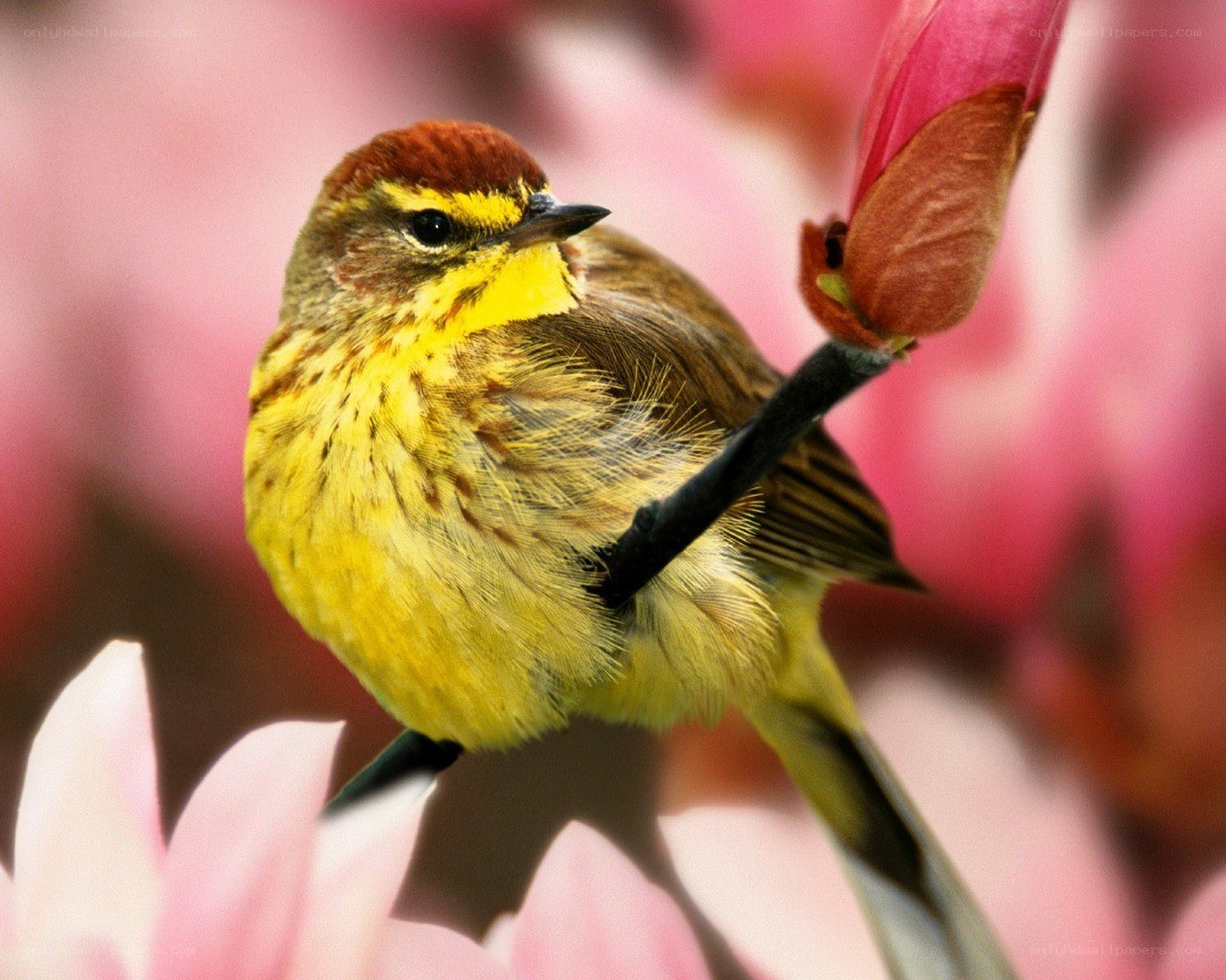 Yellow bird on flower bud