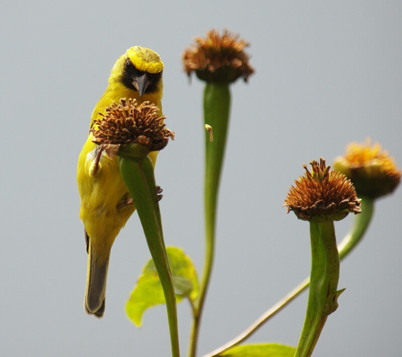 Yellow Bird on Flower — Calm, Afternoon