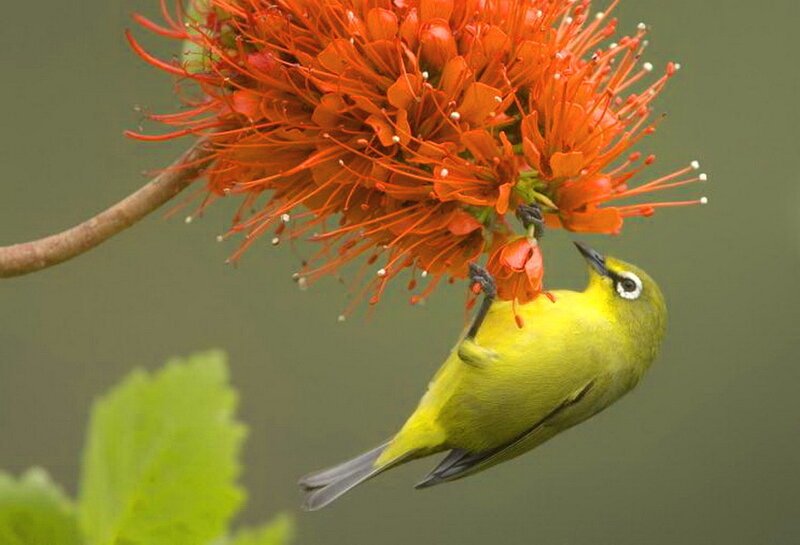 Yellow Bird on Flower — Calm, Morning