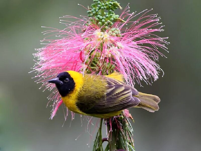 Yellow Bird on Flower — Calm, Photograph
