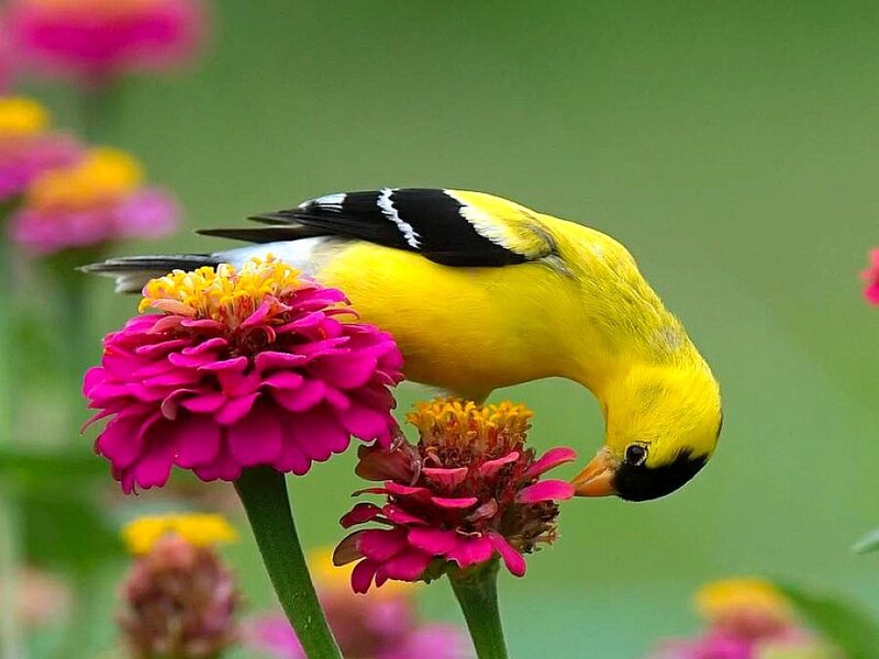 Yellow Bird on Flower — Calm, Spring
