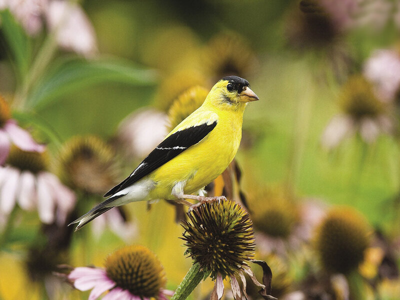 Yellow Bird on Flower — Calm, Summer