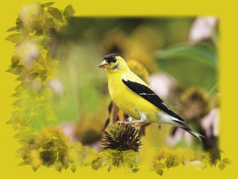 Yellow Bird on Flower — Calm
