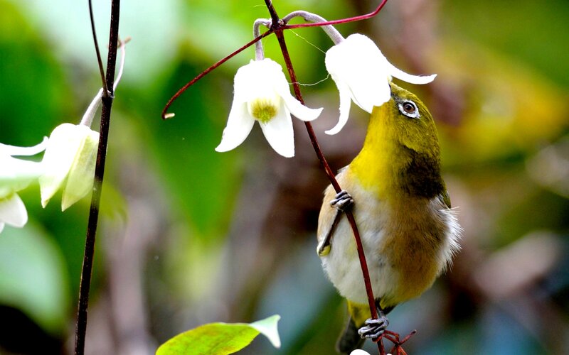 Yellow Bird on Flower — Green