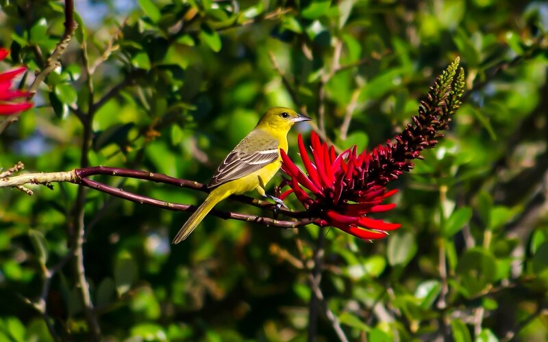 Yellow Bird on Flower — Natural, Afternoon