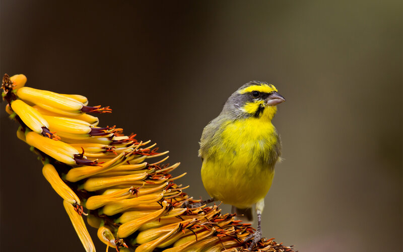 Yellow Bird on Flower — Natural, Photograph