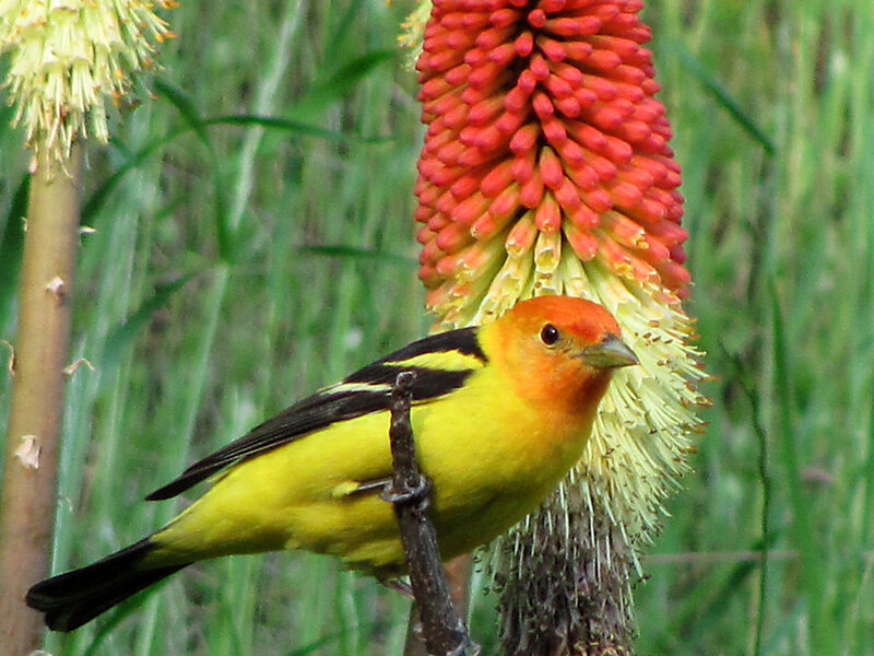 Yellow Bird on Flower — Natural