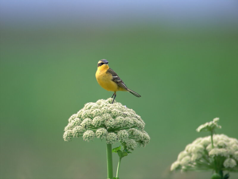 Yellow Bird on Flower — Serene, Morning