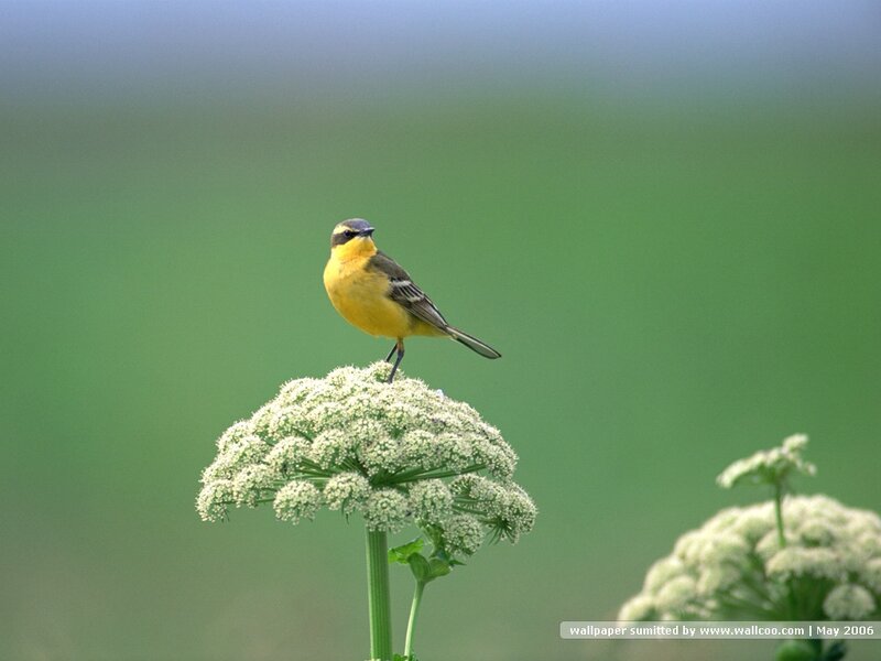 Yellow Bird on Flower — Serene, Spring