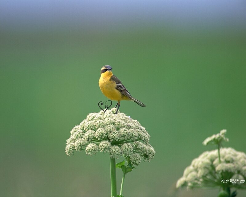 Yellow Bird on Flower — Serene