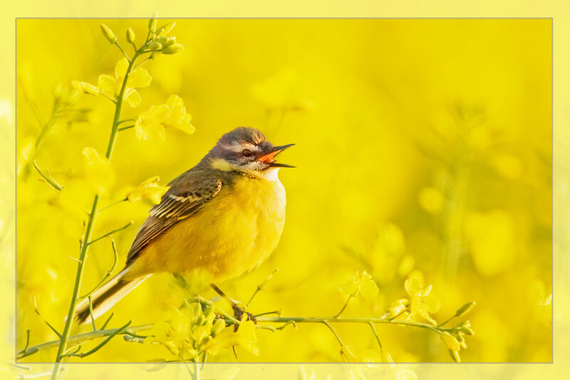 Yellow Bird on Flower