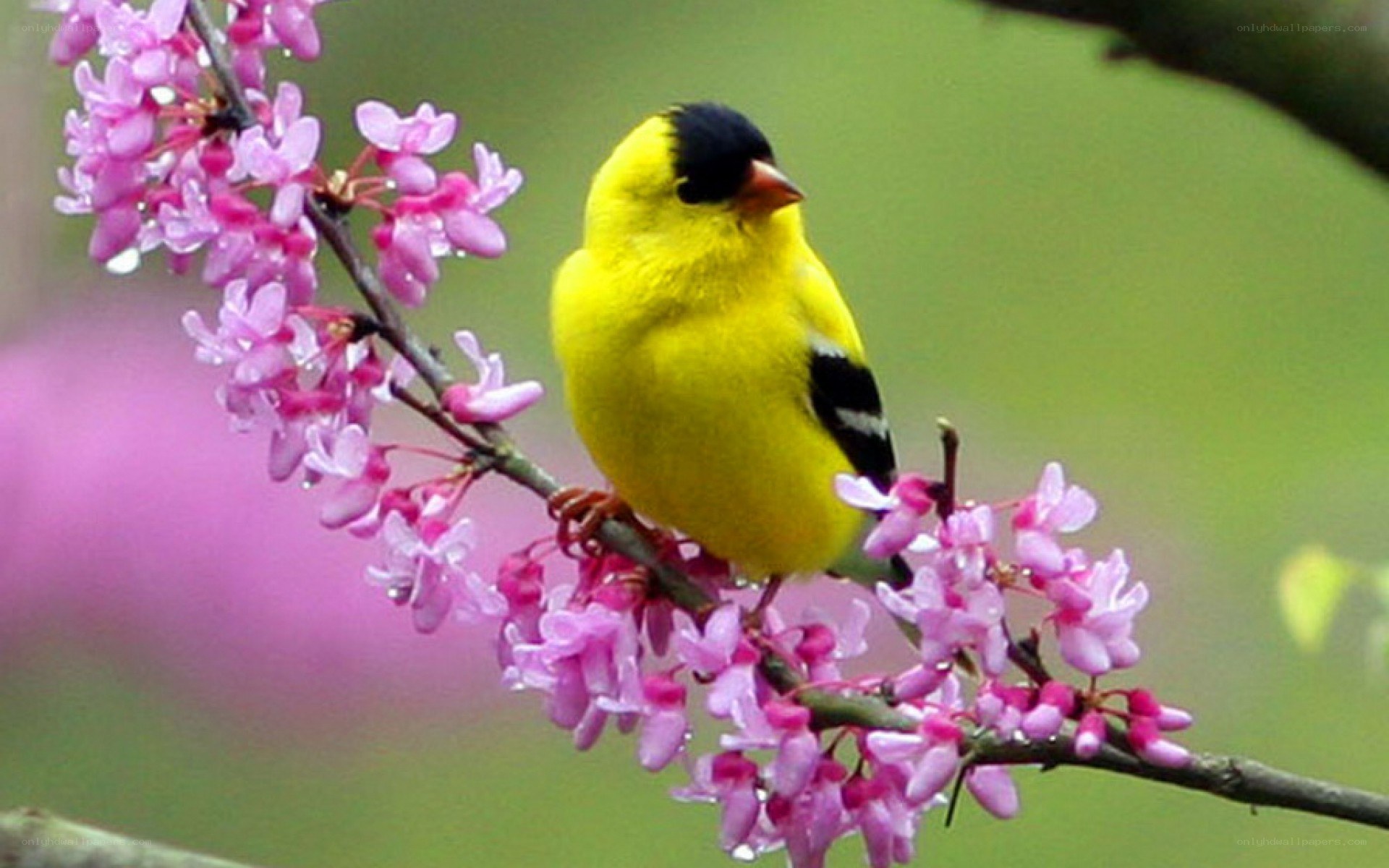 Yellow bird on flowering branch