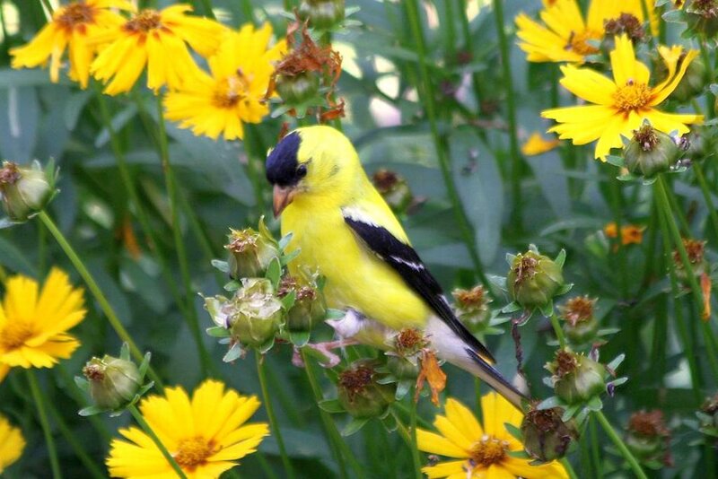 Yellow Bird on Flowers — Calm