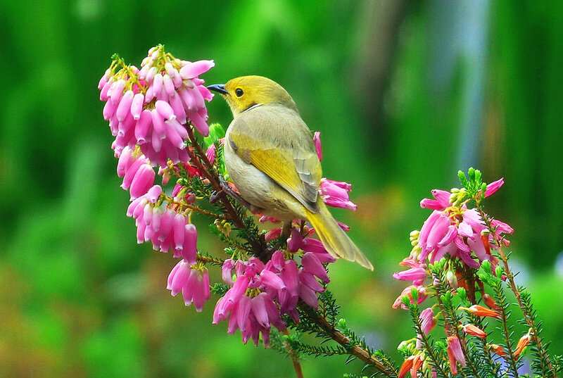 Yellow Bird on Flowers — Pink