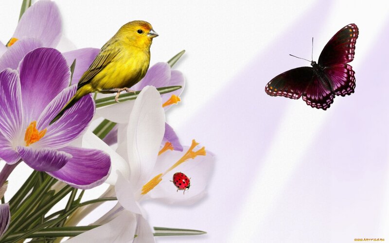 Yellow Bird on Flowers — Purple, Serene