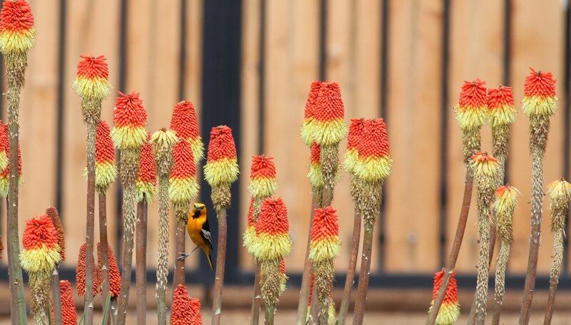 Yellow Bird on Flowers — Red
