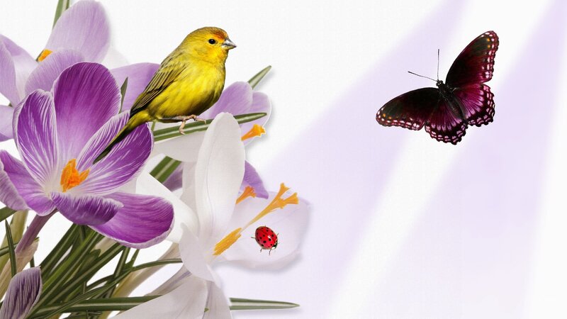 Yellow Bird on Flowers