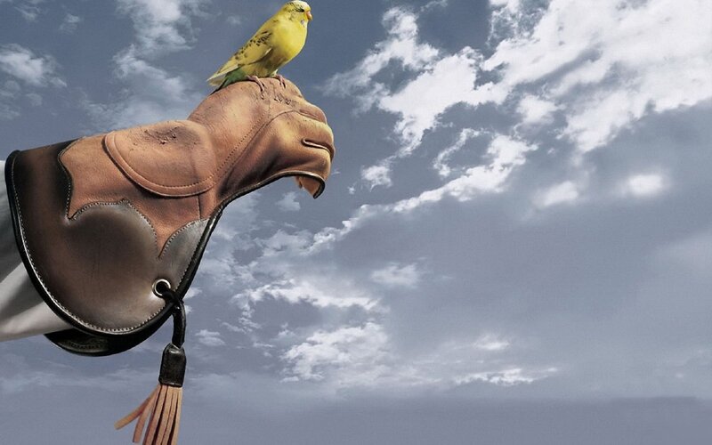 Yellow Bird on Glove — Brown